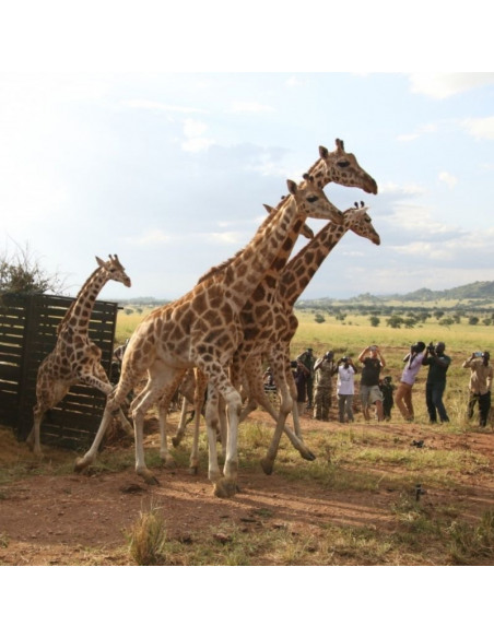 Grupo de jirafas que ayuda la fundación