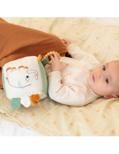 Cubo de desarrollo Diplododo 2